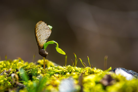 Frueh Jahr Lenz Frisch Blume Blueh Baum Knospe Blatt Ahorn Spross