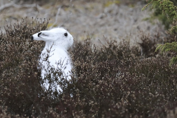 Hare © Risto