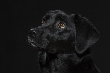 Portrait eines schwarzen Labradors