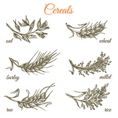 Set of ears. Oat, wheat, barley, millet, rue and rice. Monochrome. Engraving style. Vector illustration.