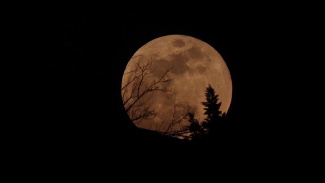 Real Video of Moon Rising behind trees