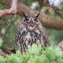 Eagle owl