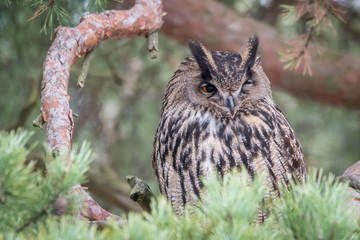 Eagle owl