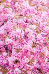 pink flowers. colorful background with pink floral