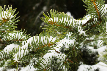 Naklejka na ściany i meble spruce branch sprinkled with snow