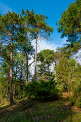 Fototapeta premium pine forest. Natural Green Pine forest