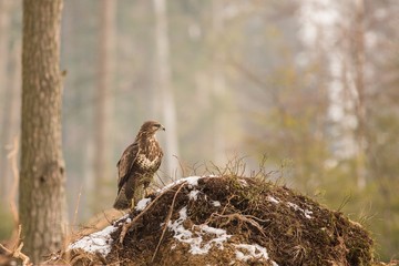 Common buzzard (Buteo buteo) in winter.