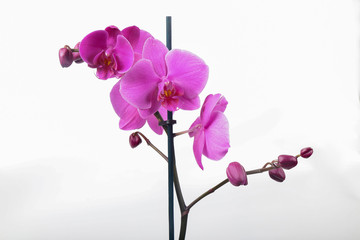 Naklejka na ściany i meble Purple Orchid Phalaenopsis isolated on white background