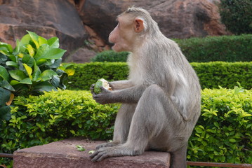 Fototapeta premium Макака на ступенях древнего индуистского храма 