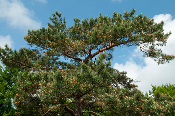 Bergkiefer