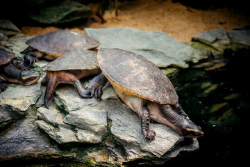 Turtles sunning at the pond.