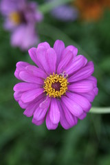 Floral Flowers Flower Plant Garden