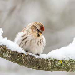 Redpoll
