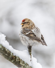 Redpoll