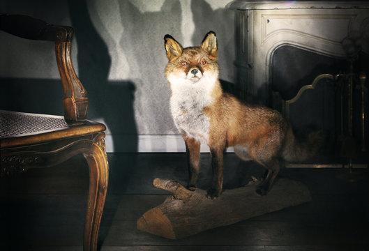 troph&eacute;e  renard, animal sauvage empaill&eacute;