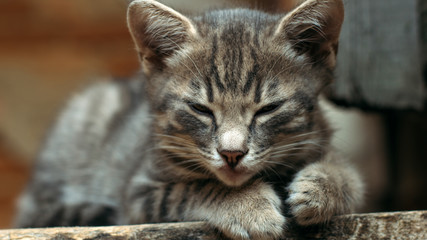 Striped cat on the windowsill.