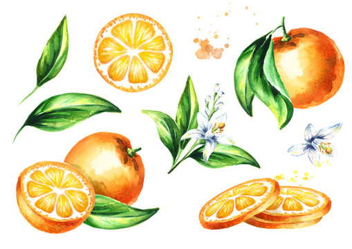 Fresh Orange compositions set. Watercolor hand drawn illustration, isolated on white background