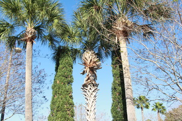 Palms Palm Plant Plants Tree Trees