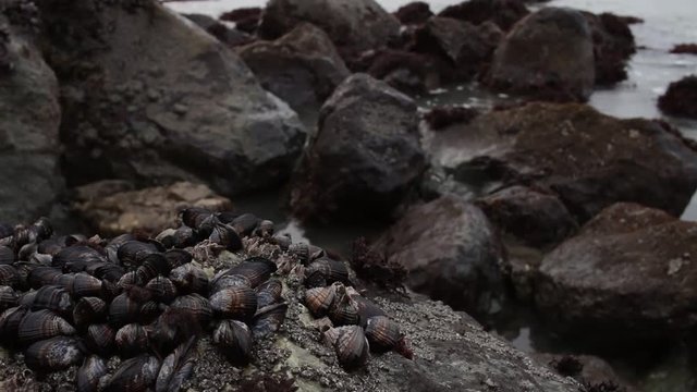 Handheld Abalone on Rocks with Ocean
