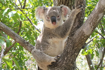 lovely koala on a tree branch looking at me