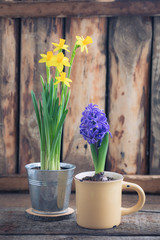 Spring flowers yellow narcissus and blue hyacinth on the wooden background. Easter and March 8 postcard concept.