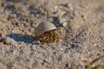 Crayfish in Shell Samoa Pacific Ocean