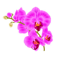 Fototapeta na wymiar Branch orchids purple flowers tropical plant Phalaenopsis on a white background vintage vector botanical illustration for design hand draw