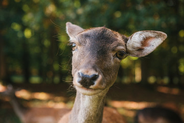The wild deer looks at the camera. A beautiful animal in a natural habitat.