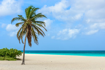 Obraz na płótnie Canvas Palm tree alone on the white sand of the Eagle Beach in Aruba. Tropical landscape.