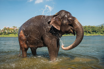 Obraz premium Elephant washing in the river