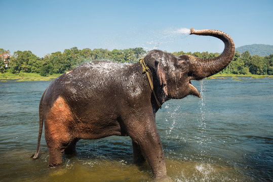 Fototapeta Elephant washing in the river