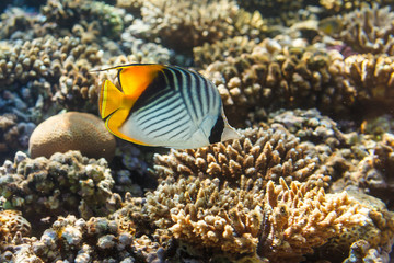Fototapeta na wymiar Threadfin butterflyfish (Chaetodon auriga) and coral reef, Red Sea, Egypt