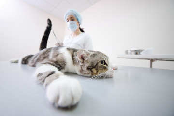 cat on the operating table