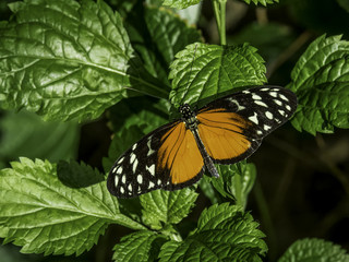 Tiger Longwing Butterfly from Central & South America