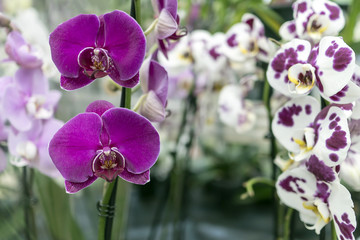 A pink orchid grows in a tropical greenhouse. Decorative flowers.