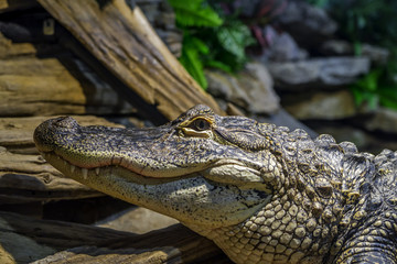The Nile crocodile is an African crocodile, the largest freshwater predator in Africa, and the second largest reptile in the world, after the saltwater crocodile.
