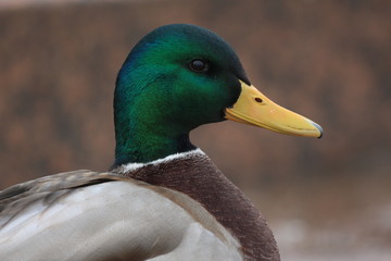 Duck on the granite embankment in winter