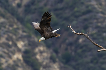 Naklejka premium Eagle launch for flight from tree limb perch