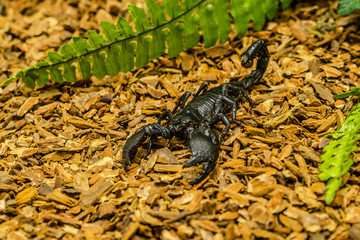 Scorpion are predatory arachnids having eight legs. They are recognized by the pair of grasping claws and the narrow, segmented tail, often carried over the back, ending with a venomous stinger. 