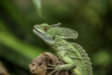 Green or Plumed Basilisk Lizard, also known as the South American Jesus lizard for its ability to run on the surface of water.
