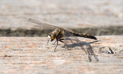 Nordische Moosjungfer (Leucorrhinia rubicunda), immatures Männchen, sonnt sich auf einem Bohlenweg, Pietzmoor, Naturschutzgebiet Lüneburger Heide, Schneverdingen, Niedersachsen, Deutschland, Europa