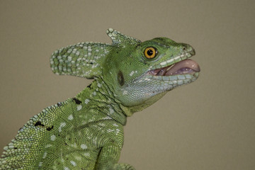 Green or Plumed Basilisk Lizard, also known as the South American Jesus lizard for its ability to run on the surface of water.