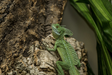 Green or Plumed Basilisk Lizard, also known as the South American Jesus lizard for its ability to run on the surface of water.