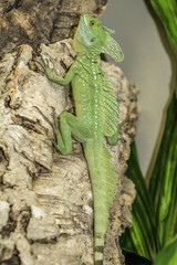 Green or Plumed Basilisk Lizard, also known as the South American Jesus lizard for its ability to run on the surface of water.
