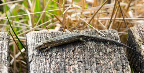 Waldeidechse oder Bergeidechse oder Mooreidechse (Zootoca vivipara) sonnt sich auf einem Bohlenweg, Pietzmoor, Naturschutzgebiet Lüneburger Heide, Schneverdingen, Niedersachsen, Deutschland, Europa 
