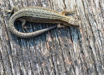 Waldeidechse oder Bergeidechse oder Mooreidechse (Zootoca vivipara) sonnt sich auf einem Bohlenweg, Pietzmoor, Naturschutzgebiet Lüneburger Heide, Schneverdingen, Niedersachsen, Deutschland, Europa 