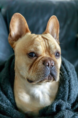 French Bulldog wrapped in blanket on a sofa. Young Male Frenchie cuddling and looking.