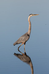Great blue heron wading in the lakes edge with glass water background and reflection