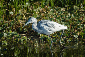 Immature little blue heron exploring the marsh waters with flora background