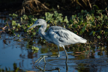 Fototapeta premium Immature little blue heron exploring the marsh waters with flora background